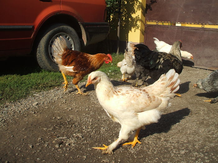 DSCF5397 - I - L I - PUII DE CASA - evolutie 2015