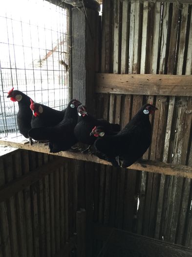 image - BANTAM NEGRU