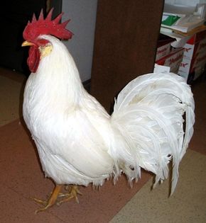 cocos-leghorn-alb1 - gaini leghorn