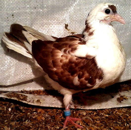 2016 ianuarie din moriscari