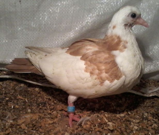 ianuarie 2016 din florii pe ro%u0219u %u0219i galen