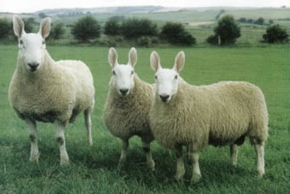 de47405b6bf3542676b1873ea2ab9f2e - Animale in lume