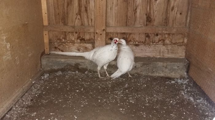 20151219_155305 - fazani comuni albi