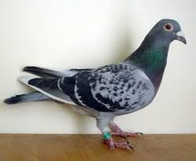 2 - pasari