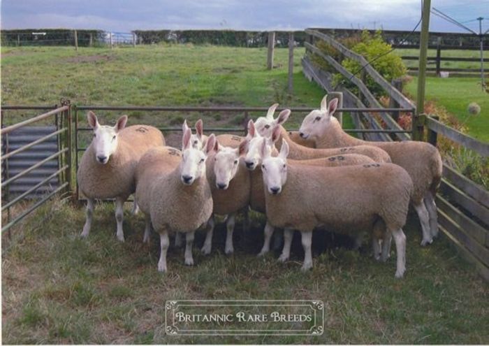 BorderLeicestertups