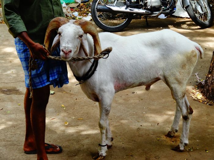 Berbec Dumba Garut - Rase de oi si capre poze deosebite 10