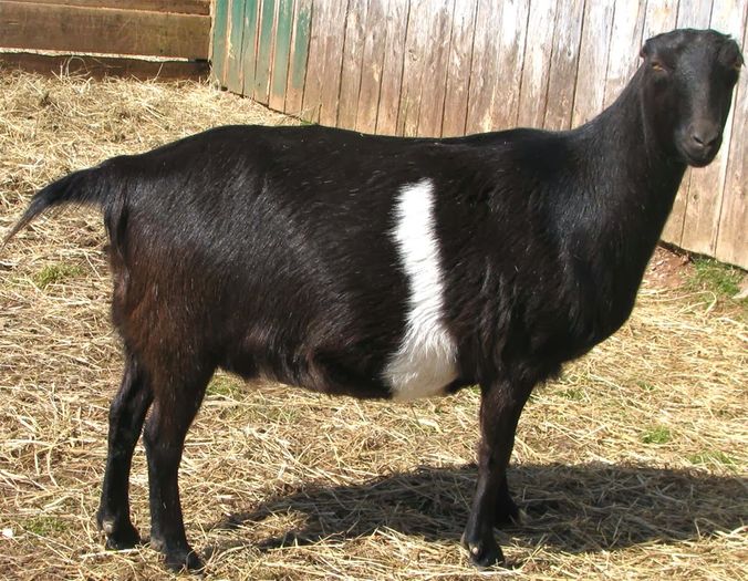 Capra din rasa Lamancha - Rase de oi si capre poze deosebite 10