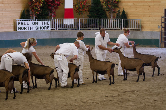 Capre Oberhasli la Expozitie - Rase de oi si capre poze deosebite 10