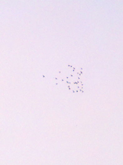 04_01_2016_NINGE USOR_ORA.9,30.