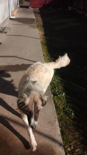 20151226_123206 - paza mare