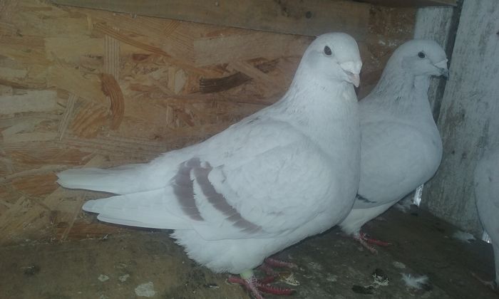 20160104_105125 - Barbati argintii