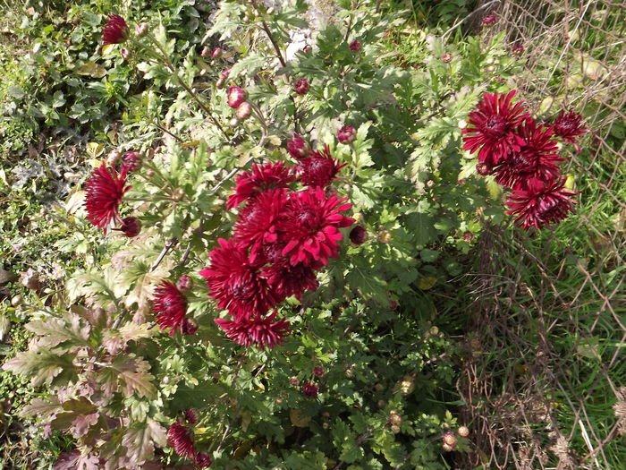 DSCF4461 - Crizanteme-tufanele