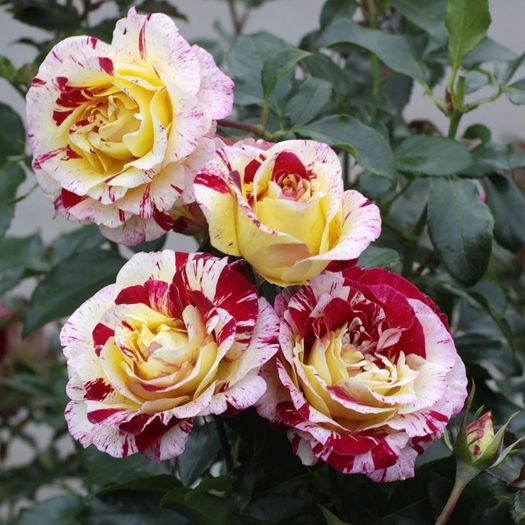Camille Pissarro : Delbard; Creatie Delbard.
Florile sale mari explodeaza pur si simplu, in nuante de rosu, roz, galben si alb, prin pete de culoare jucstapuse cu fantezie. Acest trandafir este fermecator .
