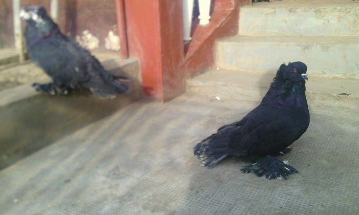 12459681_933530966726264_668770650_n