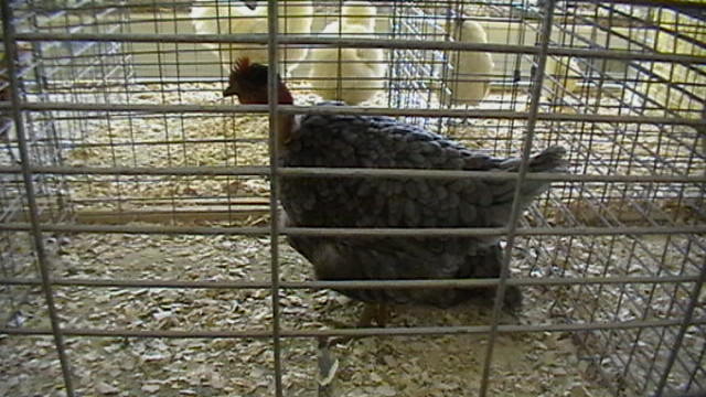 IMGA0288 - Expo BAIA MARE 2010