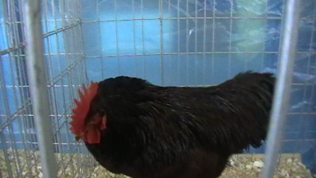 IMGA0296 - Expo BAIA MARE 2010