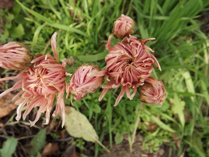 DSCF4465 - Crizanteme-tufanele