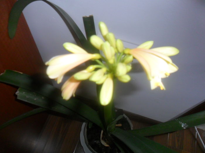 012 - clivia-1