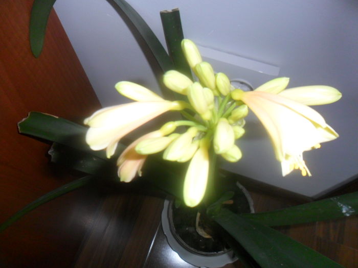 013 - clivia-1