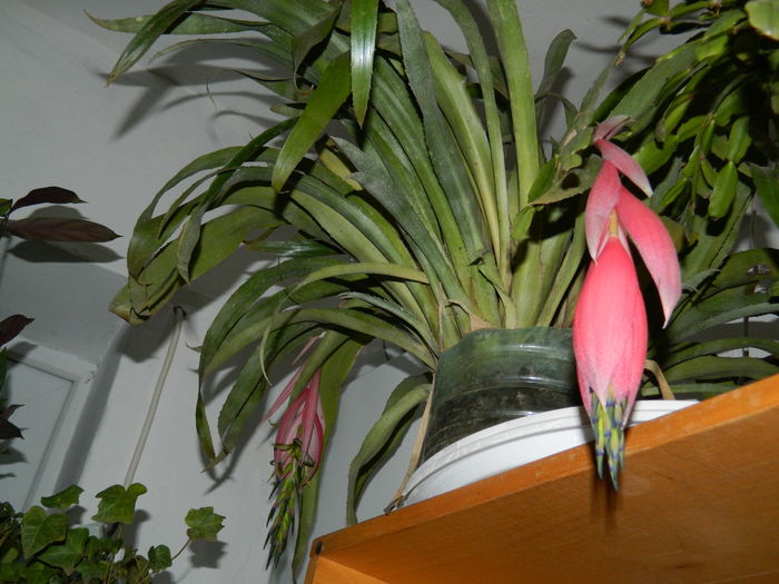 DSCN6208  Billbergia nutans - 2016 IANUARIE