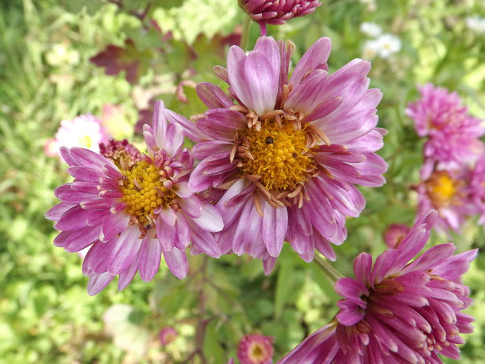 DSCF4467 - Crizanteme-tufanele