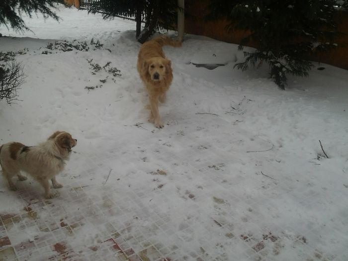 20160104_144500 - GOLDEN RETRIVER ---  RONNY