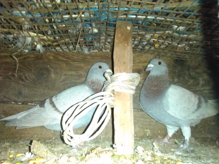 pereche; formata din mascul2013 si femela 2012
