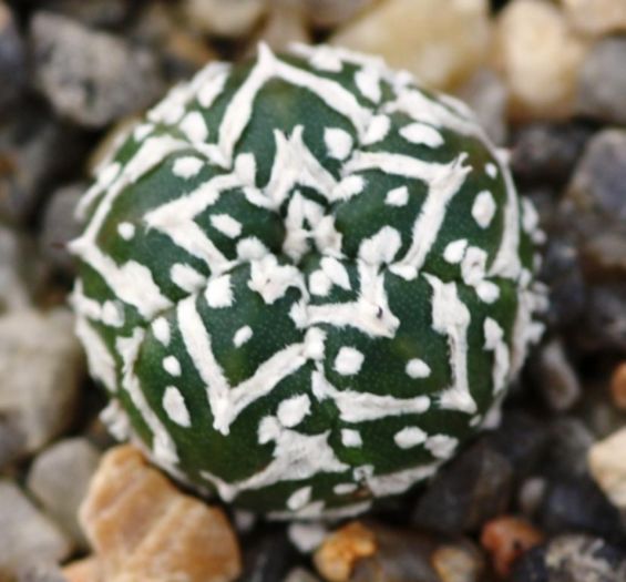 astrophytum_asterias_cv_super_kabuto_v-type_20130719_1323696667