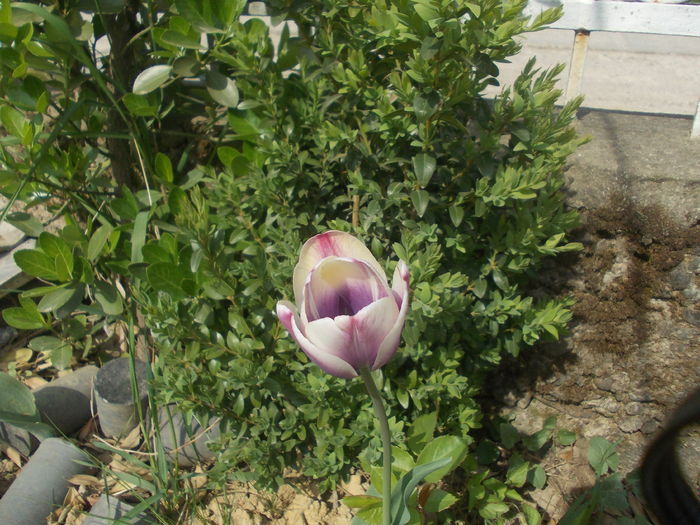 DSCN5983