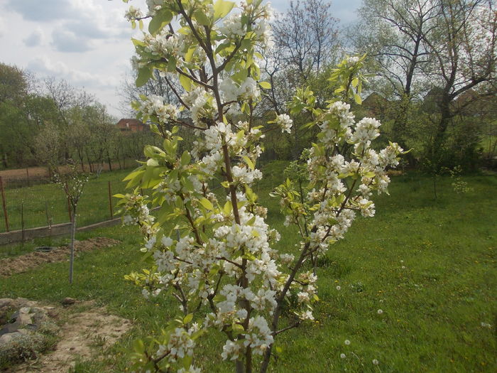 DSCN5994 - primavara 2015