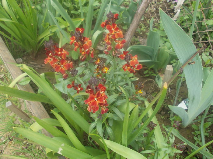 DSCN6007