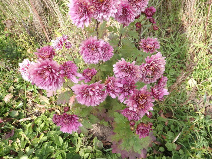 DSCF4466 - Crizanteme-tufanele