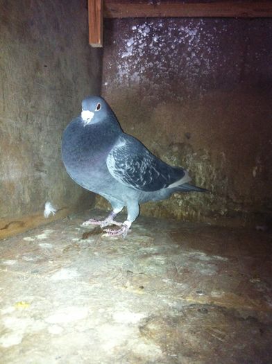 belgian -07 -paraschiv - Porumbei de matca 2016