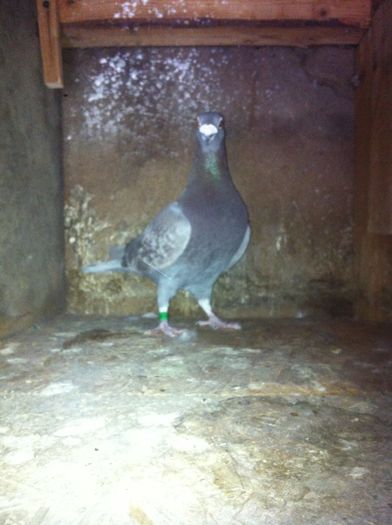 ungur-10-columbodrom - Ungaria - Porumbei de matca 2016