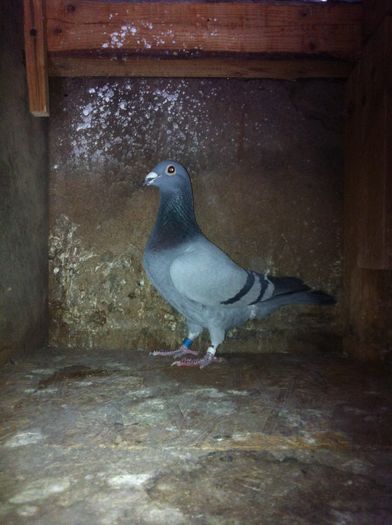 devist-10-dan - Porumbei de matca 2016