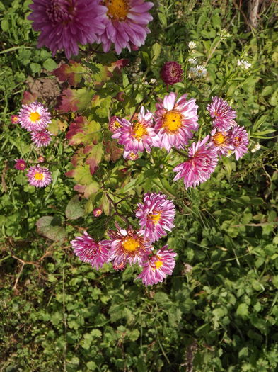DSCF4468 - Crizanteme-tufanele
