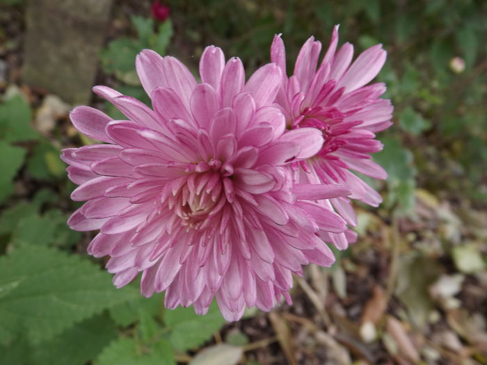 DSCF4472 - Crizanteme-tufanele