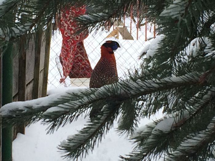 image - Tragopan