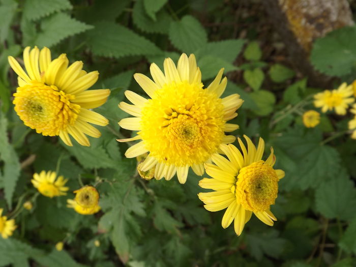 DSCF4474 - Crizanteme-tufanele