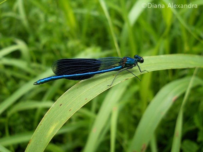 Calopteryx splendens - Fel de viata in tablou de timp