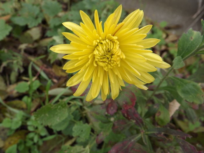 DSCF4476 - Crizanteme-tufanele