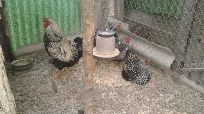 12498601_1005219462854241_1774519942_n