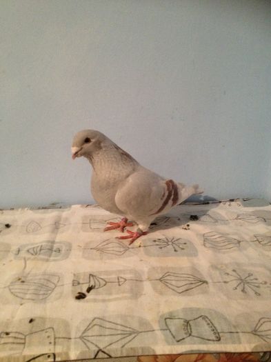 IMG_2069 - femele argintii