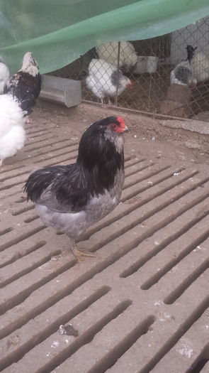 20160101_160644 - Araucana albastru