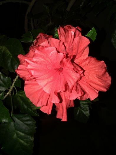 Classic red - HIBISCUS -2016