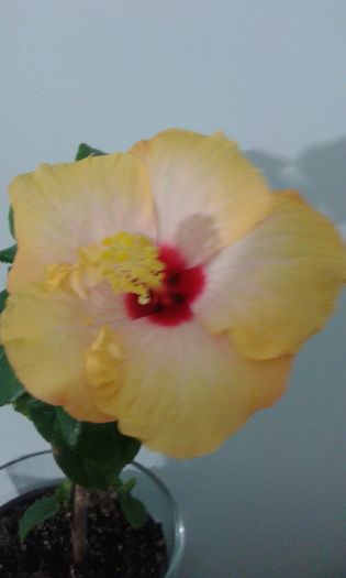 20160104_210658 - HIBISCUS 2016