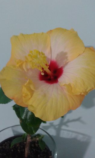 20160104_210624 - HIBISCUS 2016