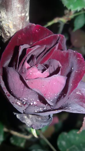 tmp_10791-20150630_210959-1489596355