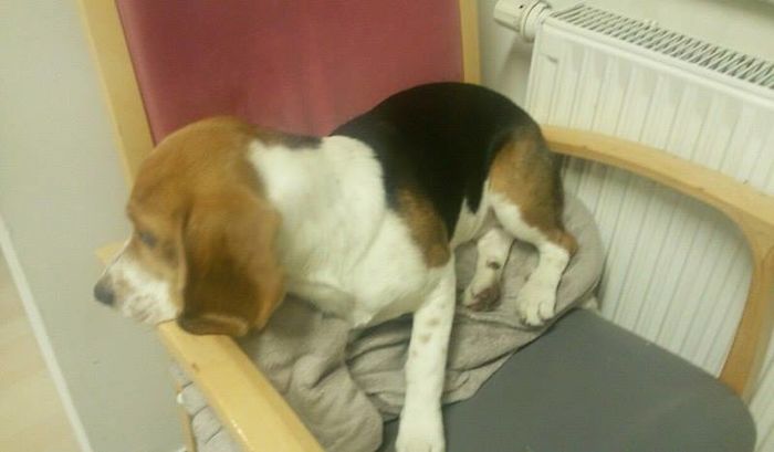 12435910_1658795704381604_2042070659_n