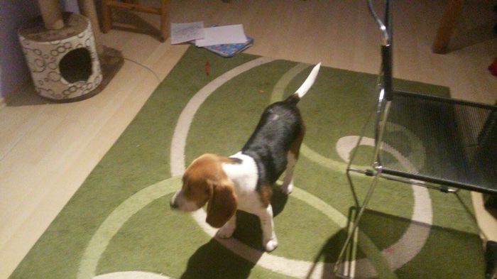 12443612_1658799717714536_1087701435_o